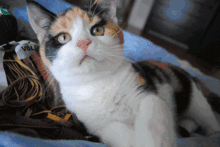 娱乐吃瓜酱三花猫的魅力,娱乐吃瓜酱的喵星人风采 第1张 娱乐吃瓜酱三花猫的魅力,娱乐吃瓜酱的喵星人风采 第1张
