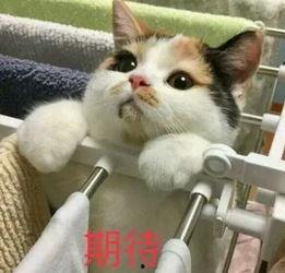 娱乐吃瓜酱三花猫的魅力,娱乐吃瓜酱的喵星人风采 第2张 娱乐吃瓜酱三花猫的魅力,娱乐吃瓜酱的喵星人风采 第2张