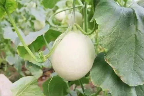 商洛网红吃瓜事件,揭秘网络舆论的风云变幻  第3张