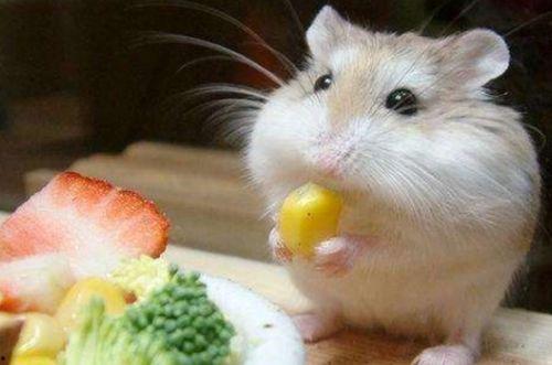 穷人养鼠大法娱乐吃瓜,趣味养鼠，吃瓜乐趣无限  第1张